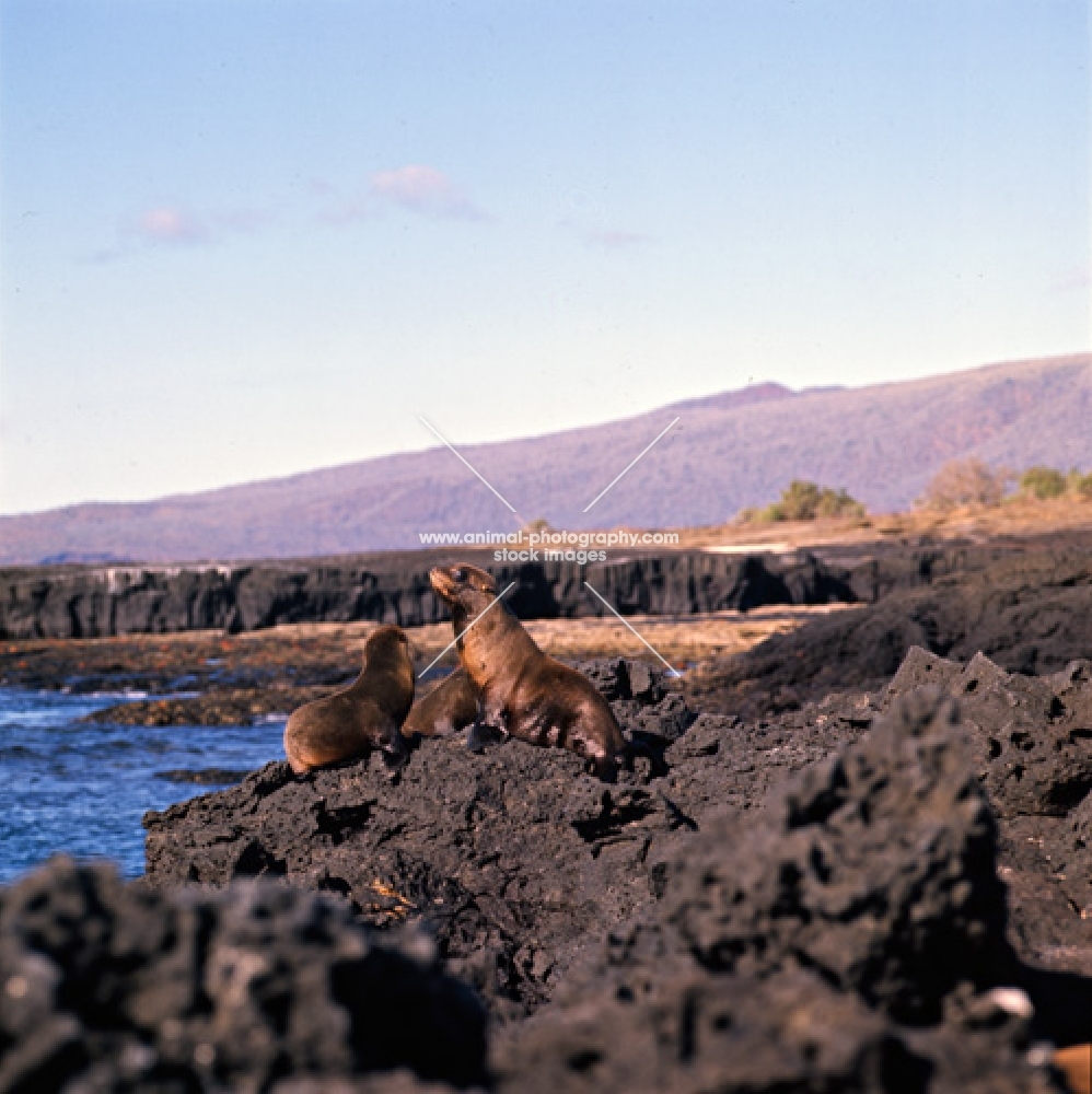 galapagos fur seals on james bay, james island, galapagos islands