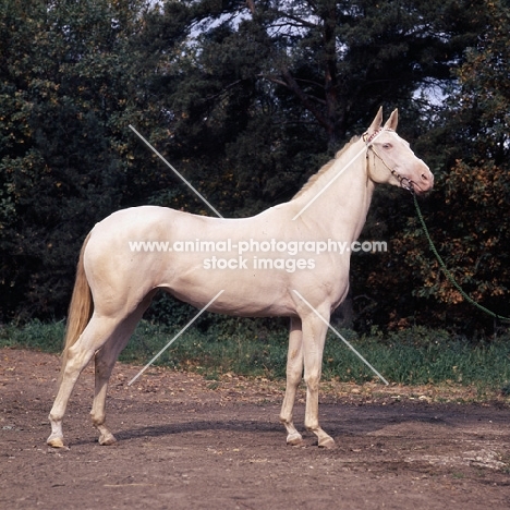 albino akhal teke at moscow exhibition 