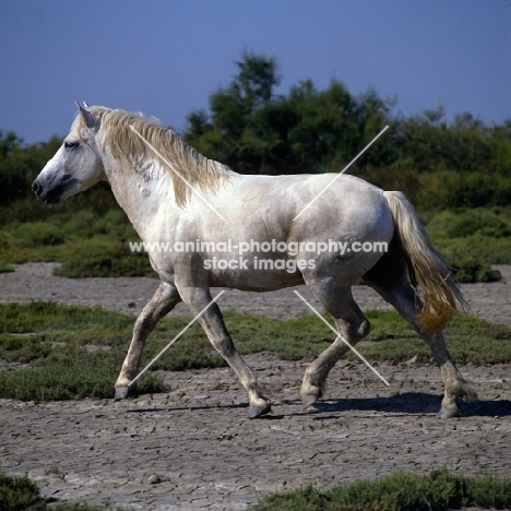 Nuage, Camargue stallion trotting on Camargue