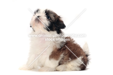 chocolate and white Shih Tzu puppy, sitting down