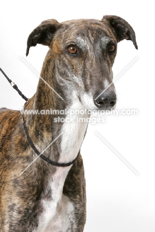 brindle and white Greyhound, Australian Champion, portrait