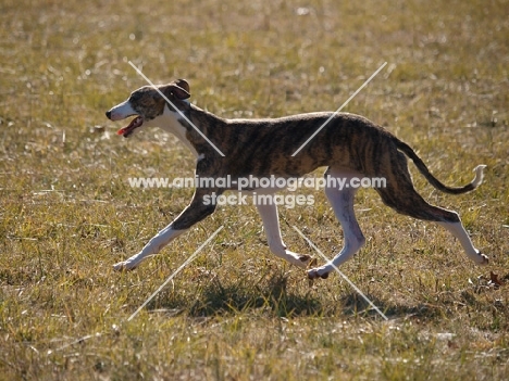 Whippet running on grass