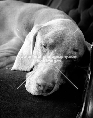 sleeping Weimaraner