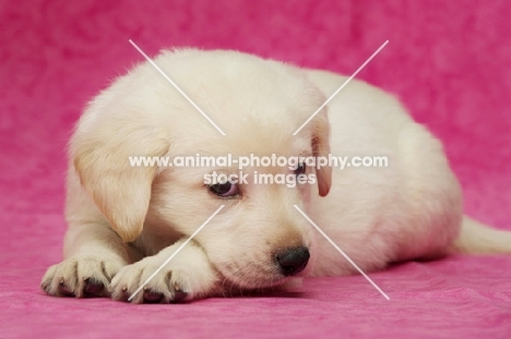 Golden Labrador Puppy on a pink background