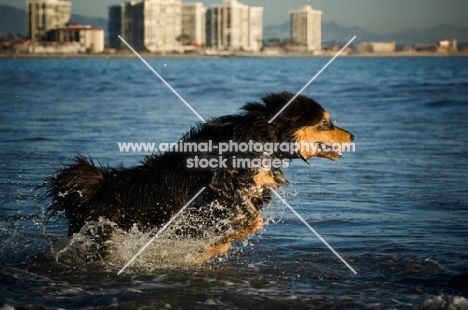 Tibetan Mastiff running through water