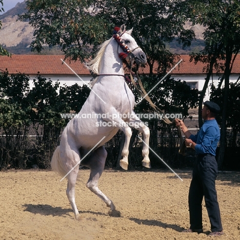 Asuan Russian  Arab stallion rearing