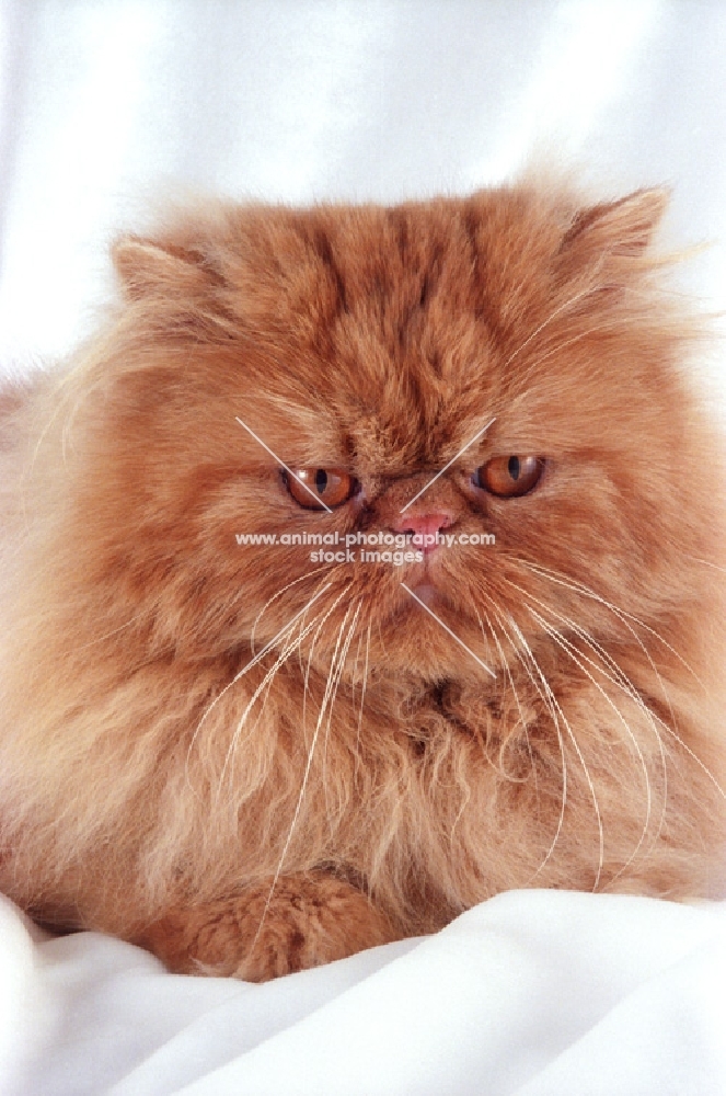 red persian cat