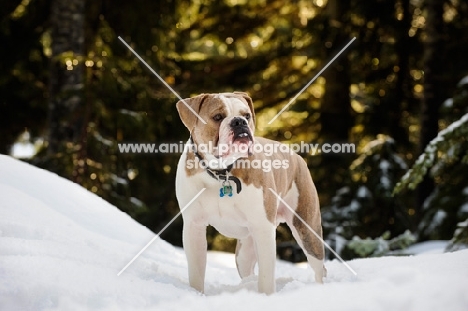 Old English Bulldog in winter