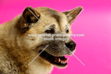 Large Akita dog isolated on a pink background