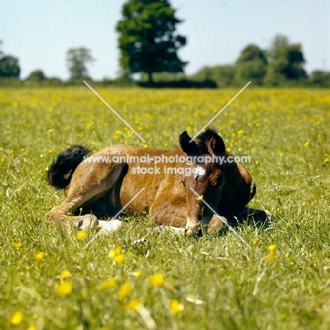 thoroughbred foal lying in field of buttercups
