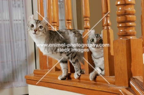 two American Curl cats