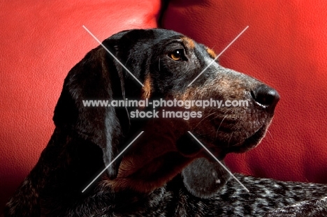 blue tick coonhound lying on red sofa