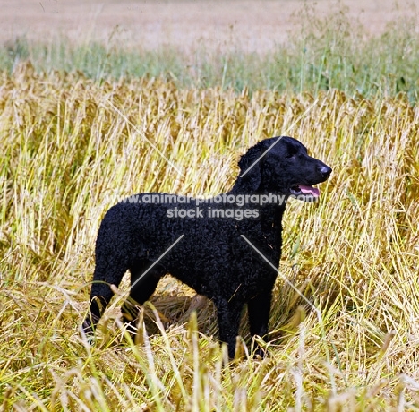 champion curly coat retriever standing in corn field