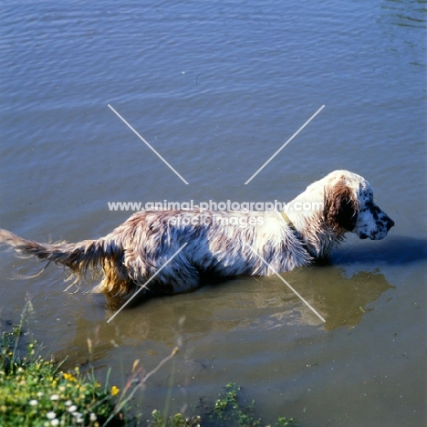 english setter going into water