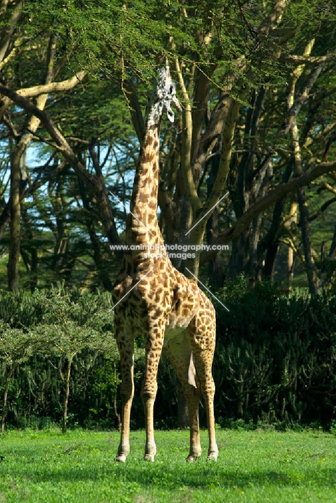 giraffe eating leaves