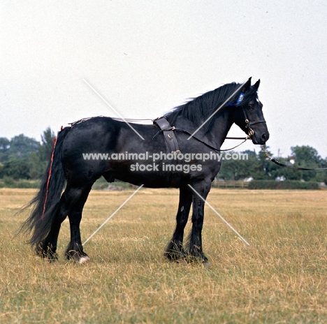 Lummas Duke, Dales pony stallion posed