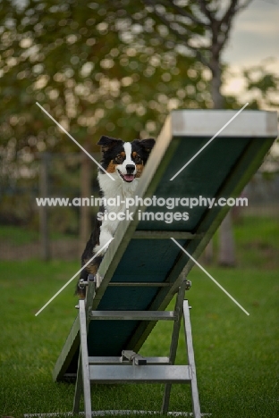 australian shepherd climbing up the teeter-totter