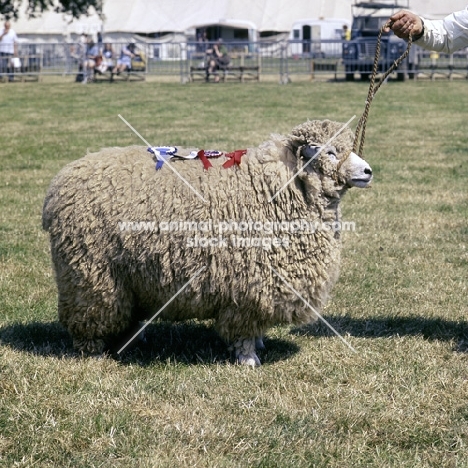 romney sheep at show