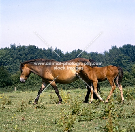 Frithesden Fairy Flax, Exmoor mare walking with her Arab cross foal