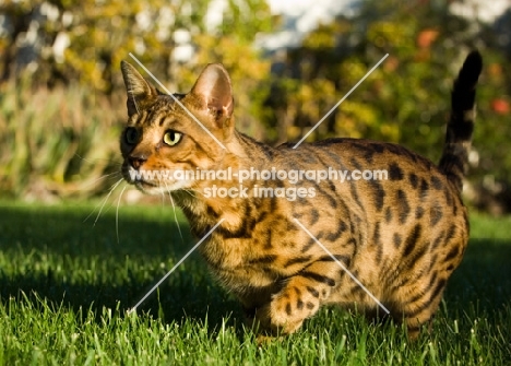 Bengal cat on the prowl