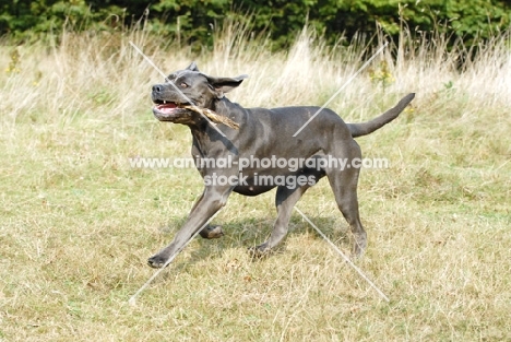 cane corso playing with stick