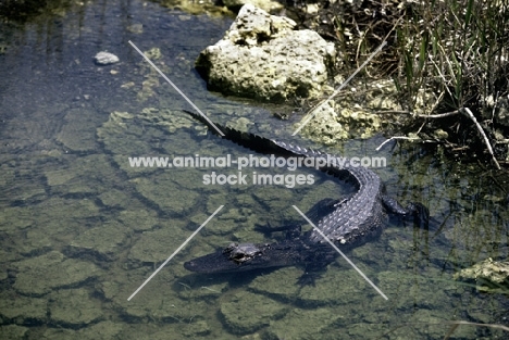 alligator in water in the everglades, florida