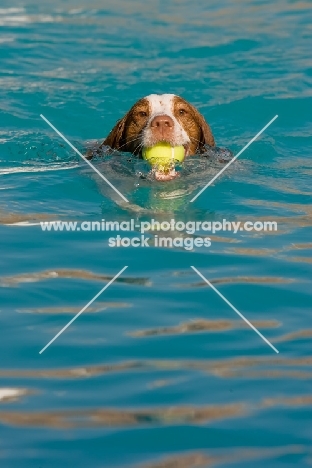 Brittany retrieving ball from water