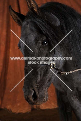 Egyptian Arabian portrait