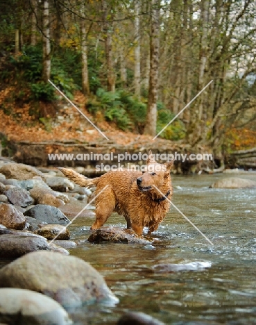 Australian Cattle Dog standing in river