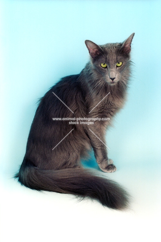 blue Oriental Longhair cat on blue background, (aka Javanese or Angora)