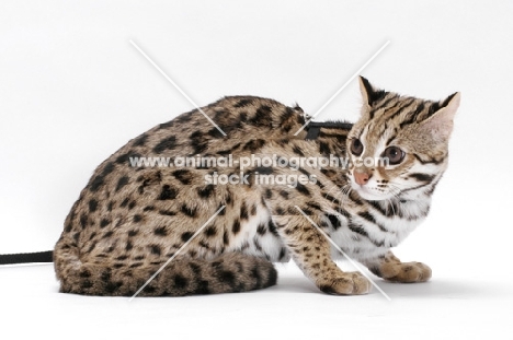 Brown Spotted Tabby Asian Leopard Cat, 8 months old, crouching
