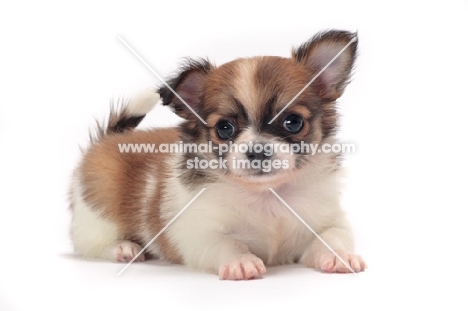 cute longhaired Chihuahua puppy in studio