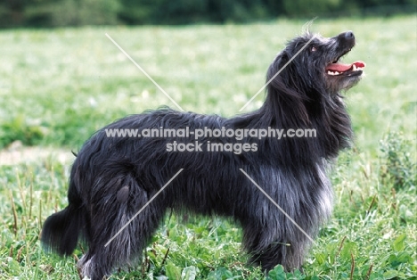 Pyrenean sheepdog longcoat