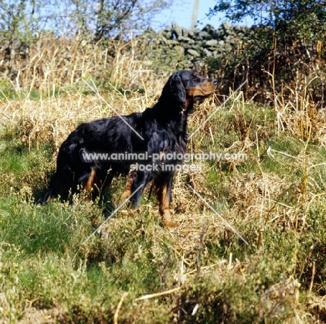 gordon setter from upperwood in heathland