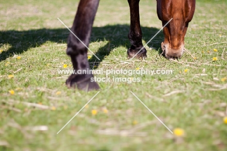 Arabian grazing