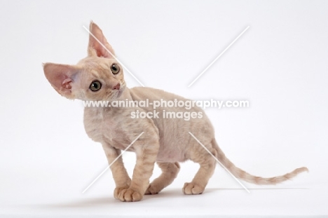 young cream Devon Rex, looking away, white background