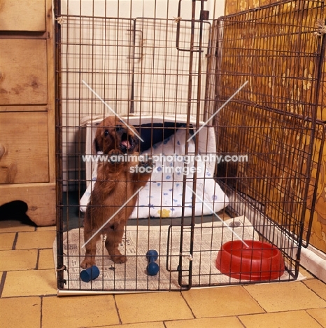 norfolk terrier standing on hind legs in a pen