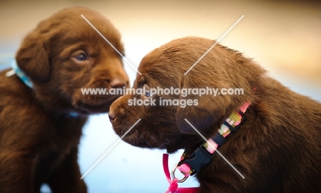 two Labrador Retriever puppies