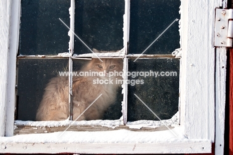 cream longhair cat looking out of snow covered barn window