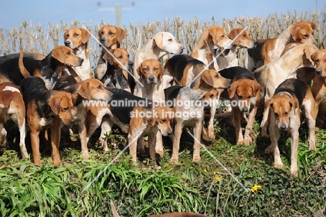 group of old English type foxhounds