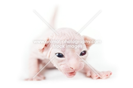 2 week old Sphynx kitten