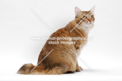 American Bobtail, Chocolate Spotted Tabby, back view