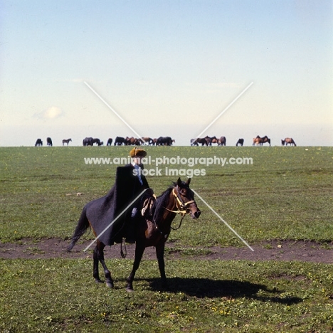 cossack riding Kabardine horse with taboon in background in Caucasus mountains