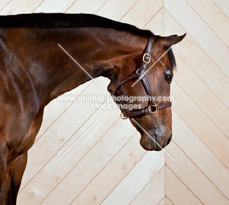 Head shot of Bay Quarter horse