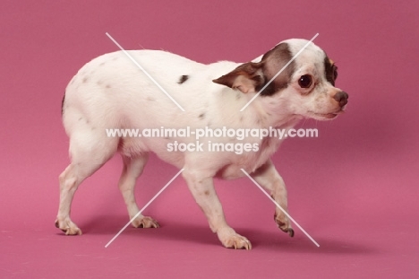 Chihuahua walking on pink background
