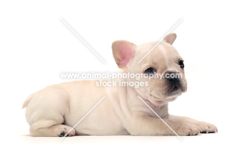 French Bulldog puppy lying down in studio