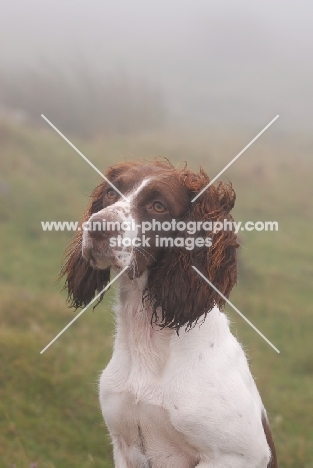 English Springer Spaniel, working type, looking away