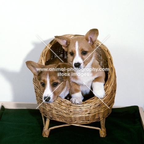 two cardigan corgi puppies in a basket