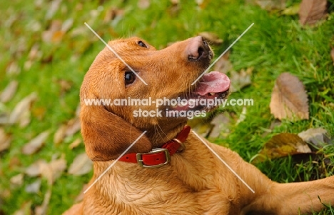 Labrador Retriever lying in grass with fallen leaves.