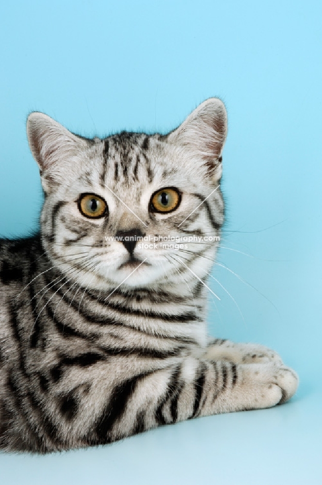 british shorthair cat lying, silver spotted tabby colour